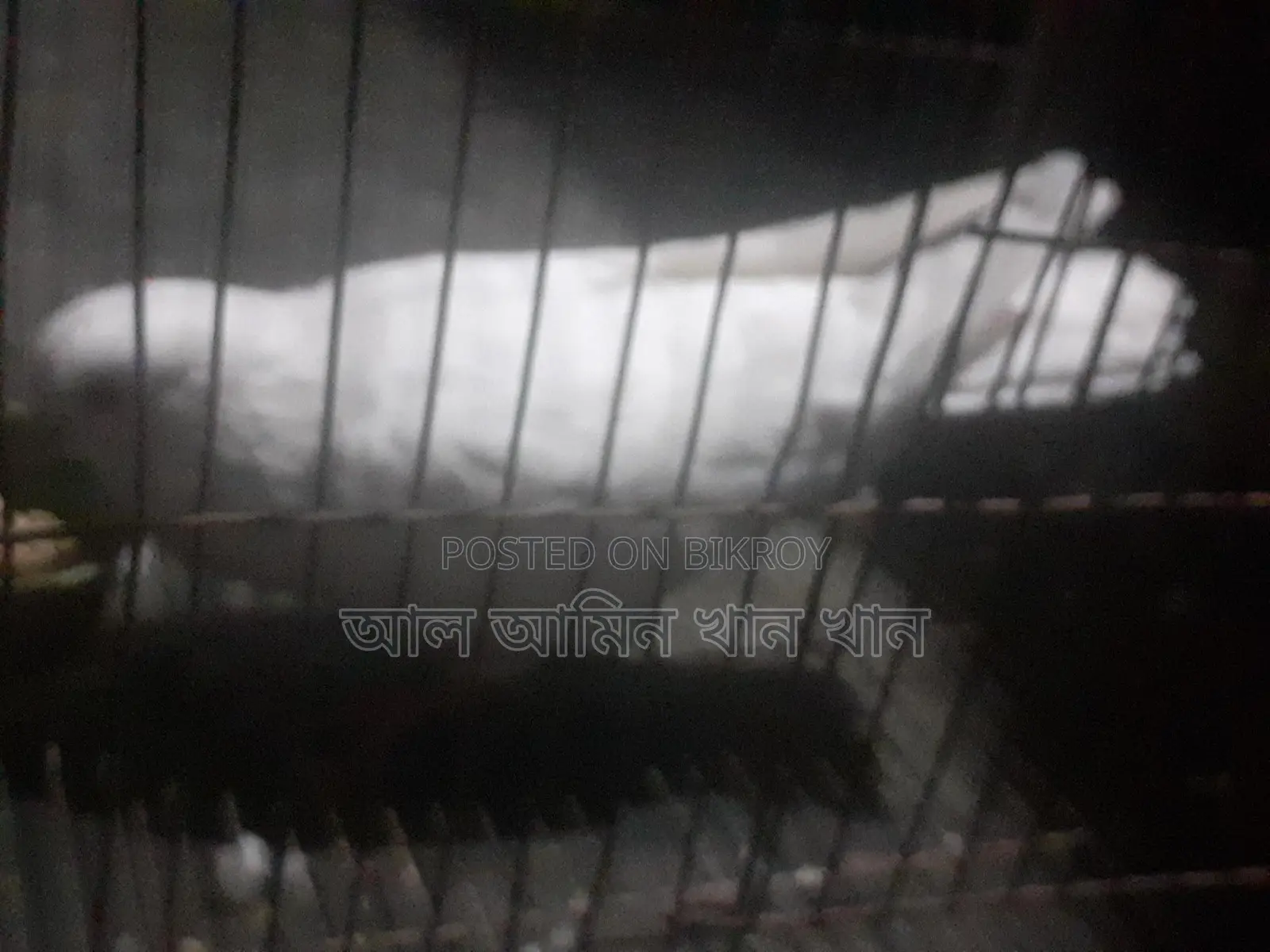 Pigeons for Sale