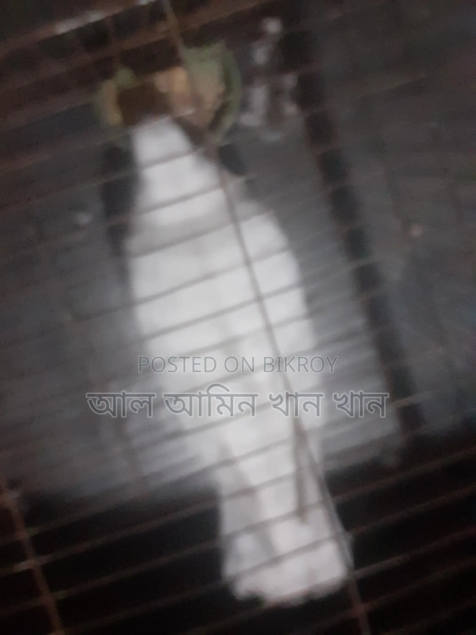 Pigeons for Sale