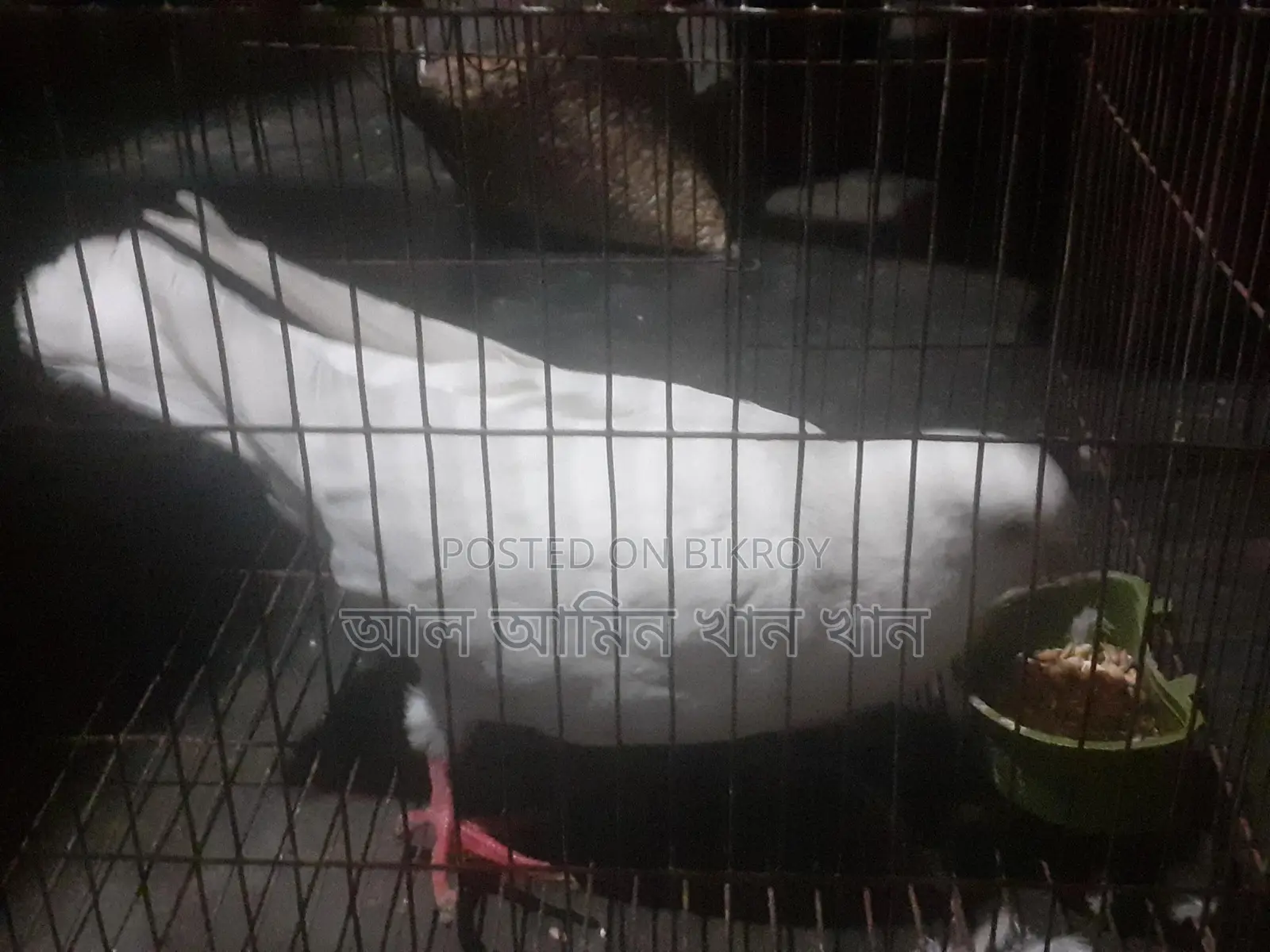 Pigeons for Sale