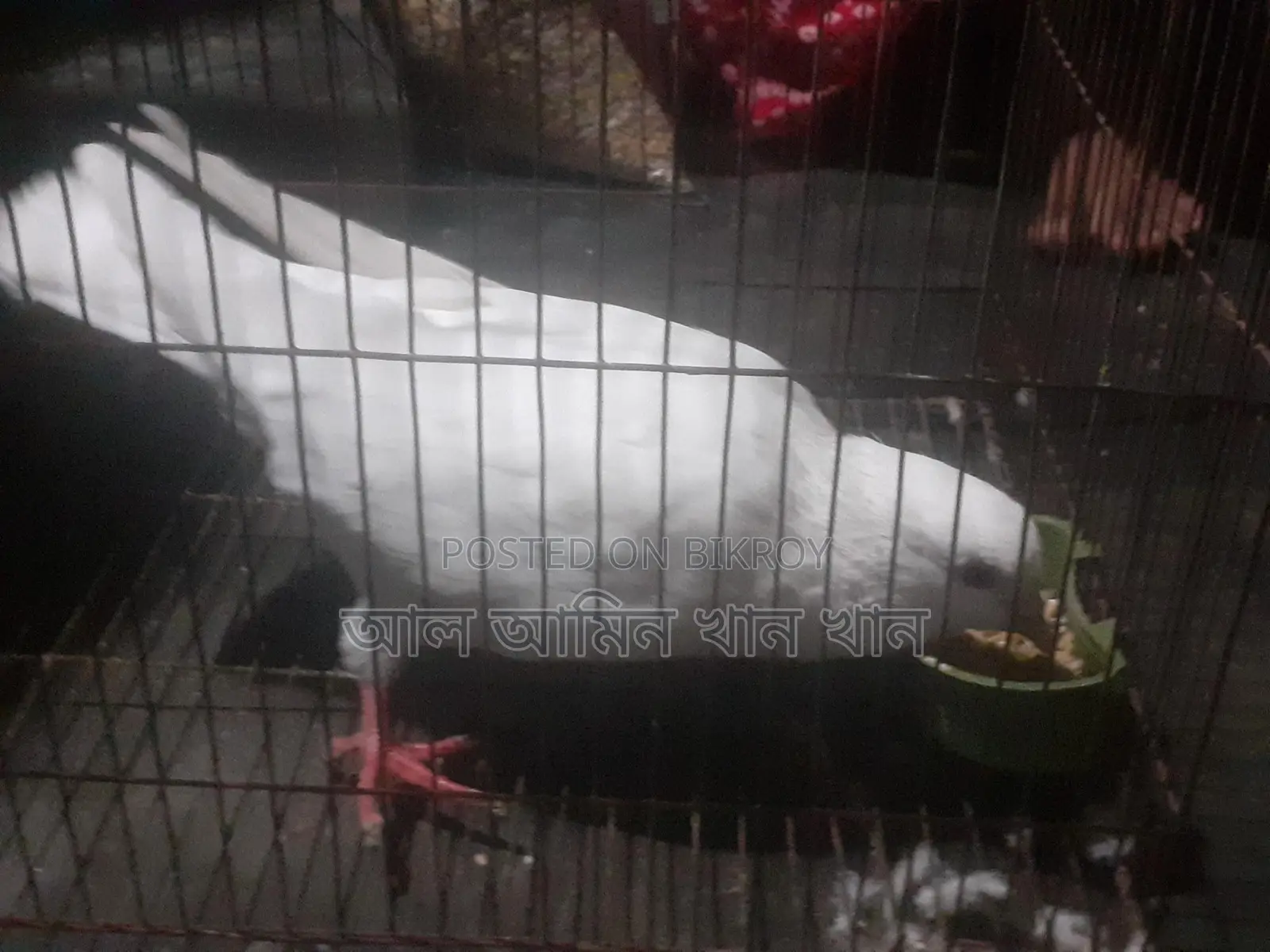Pigeons for Sale