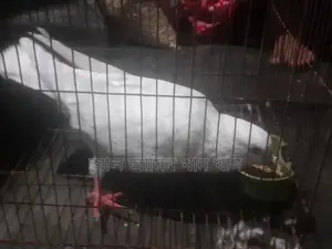 Pigeons for Sale
