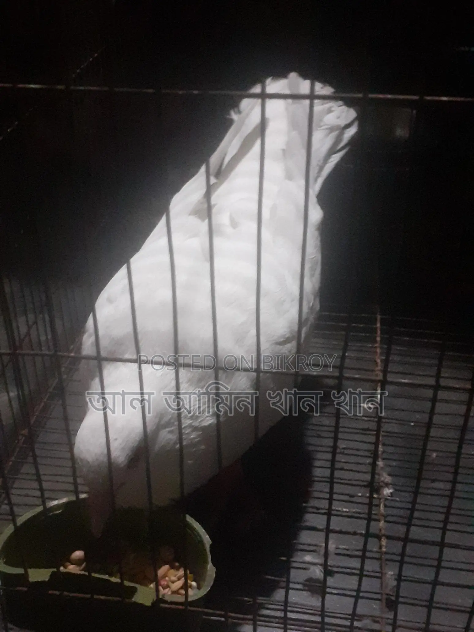 Pigeons for Sale