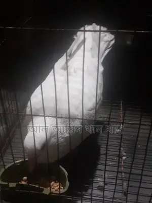 Pigeons for Sale