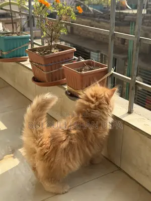Cat Male