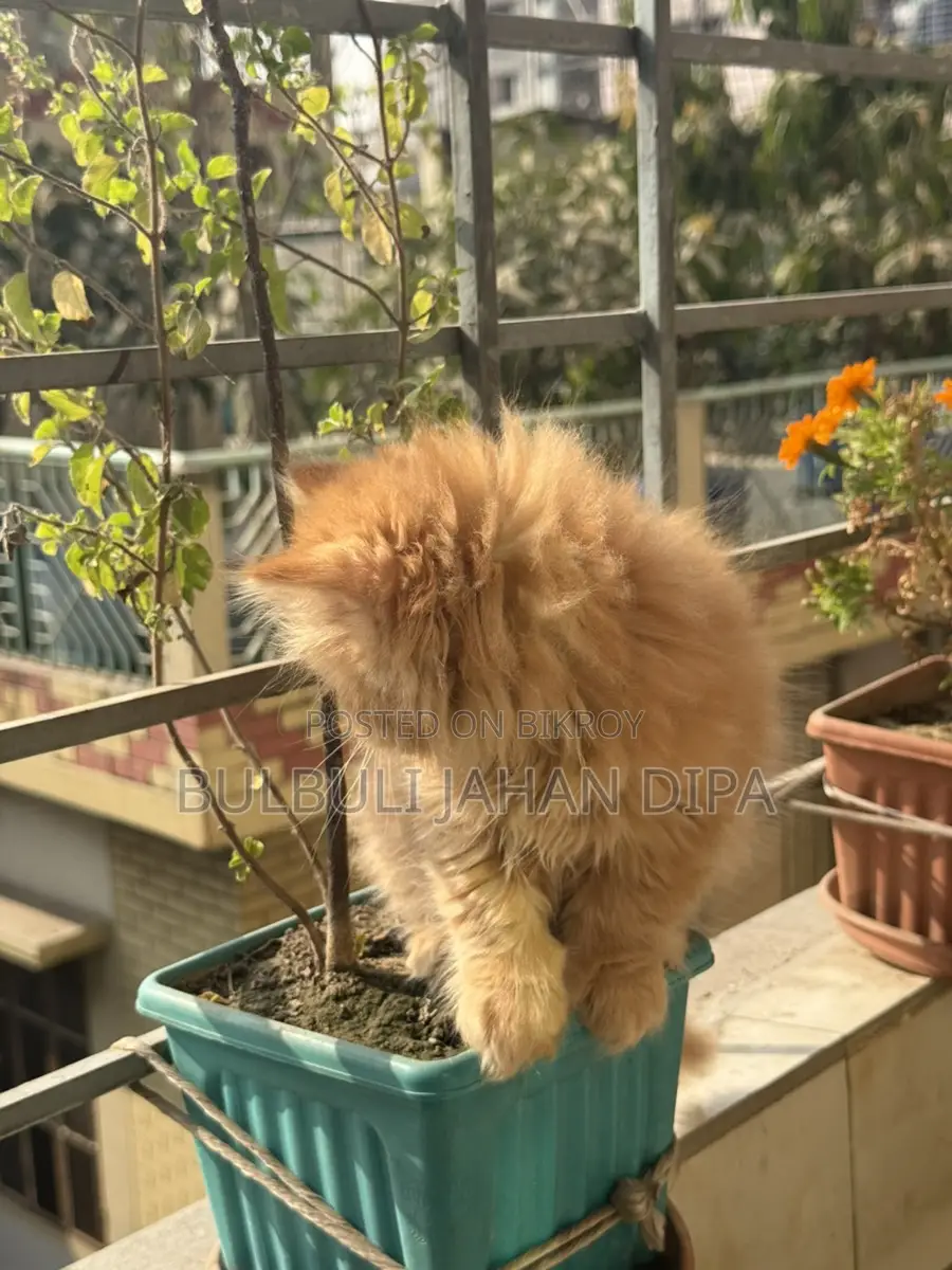 Cat Male