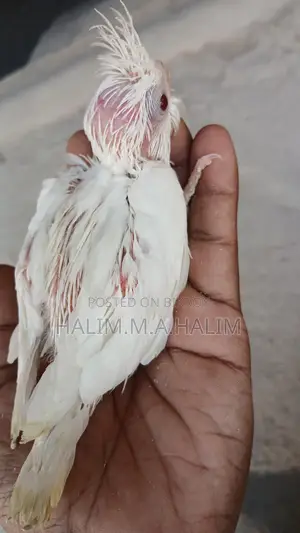 Cockatiel Tame Size Baby