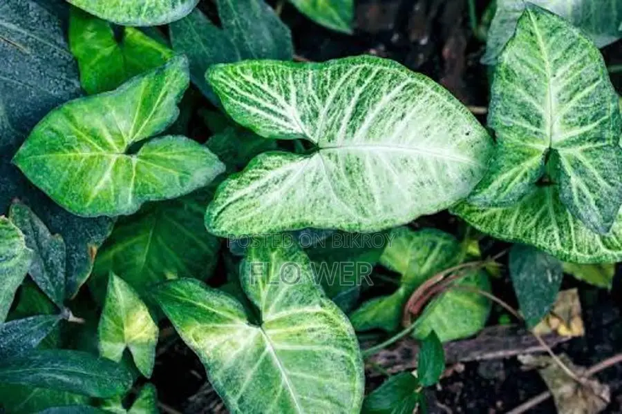 Patabahar Plant