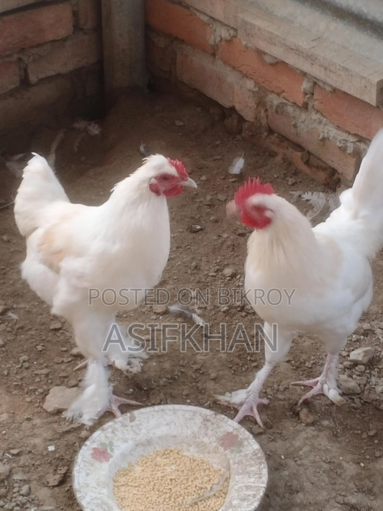 Bahama Chicken