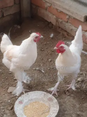 Bahama Chicken