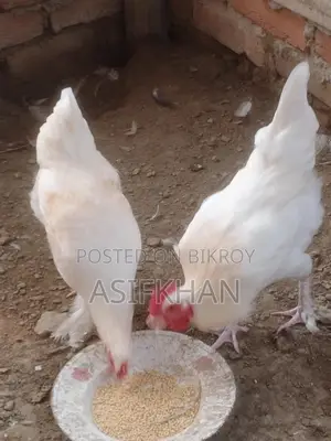Bahama Chicken