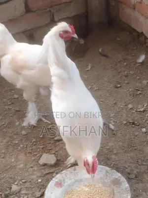 Bahama Chicken