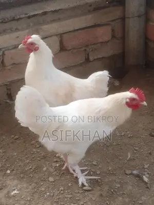 Bahama Chicken