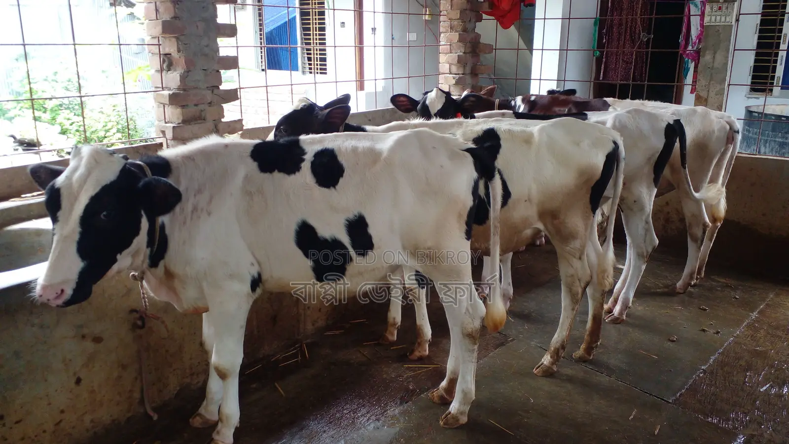 994 No. 4 Heifers for Sale.