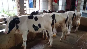 994 No. 4 Heifers for Sale.