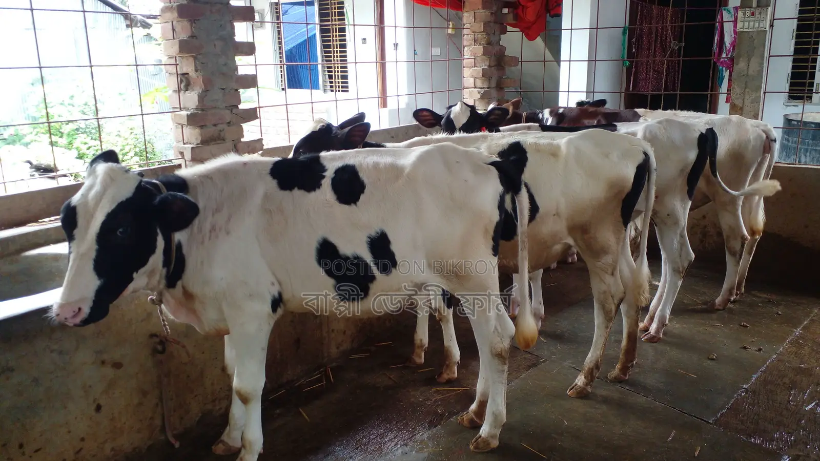 994 No. 4 Heifers for Sale.