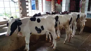 994 No. 4 Heifers for Sale.