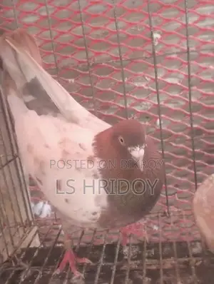 পাকিস্তানি হাই ফ্লাইং কবুতর
