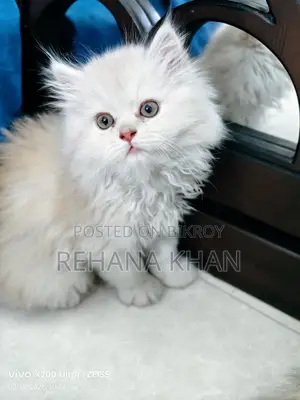 পিওর পার্সিয়ান বিড়াল বিক্রির জন্য