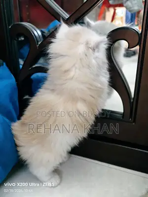 Pure Persian Cat for Sale
