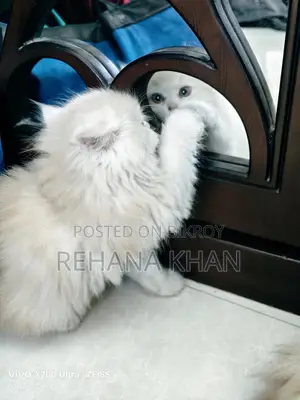 পিওর পার্সিয়ান বিড়াল বিক্রির জন্য