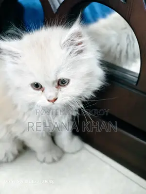 Pure Persian Cat for Sale