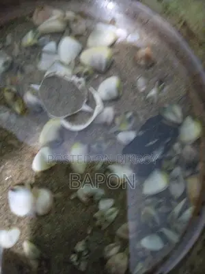 Live Sea Shells