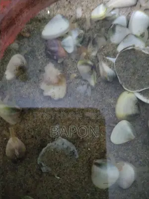 Live Sea Shells