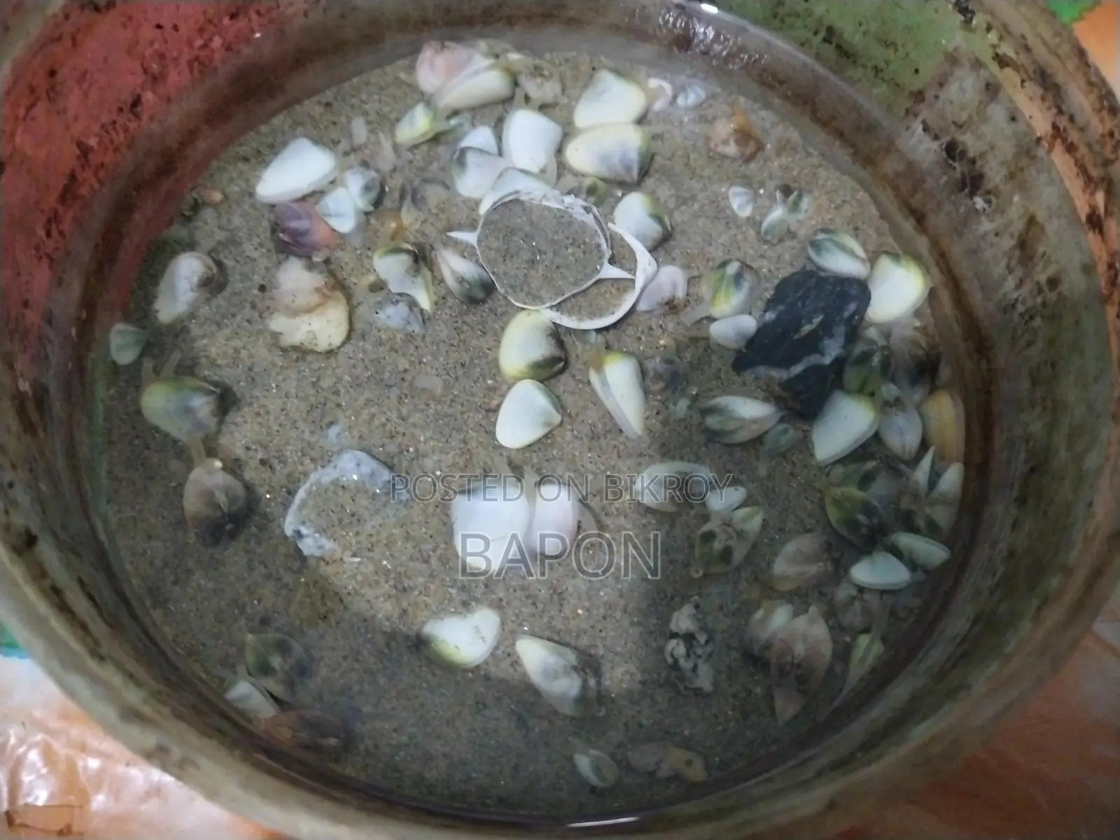 Live Sea Shells