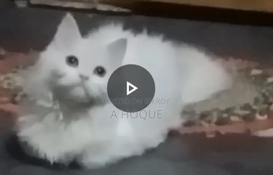 Pure Persian Kitten