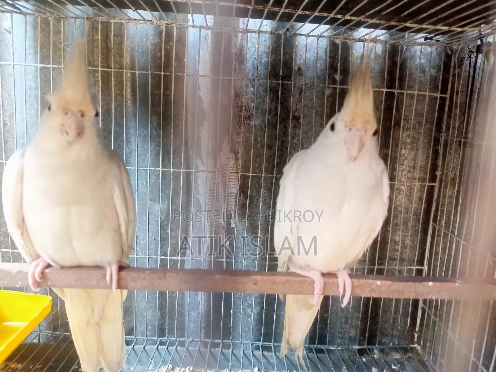 Albino Ranig Piyar