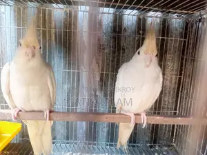 Albino Ranig Piyar