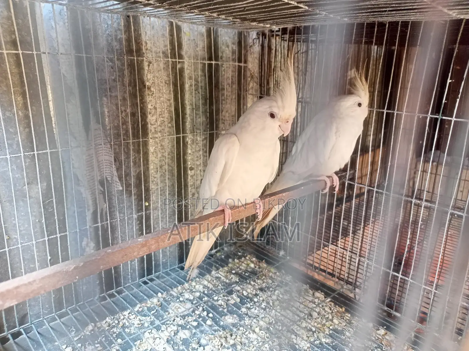 Albino Ranig Piyar