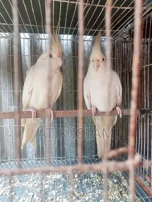 Albino Ranig Piyar