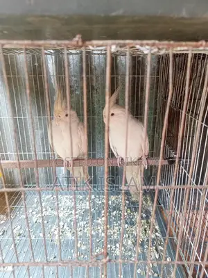 Albino Ranig Piyar