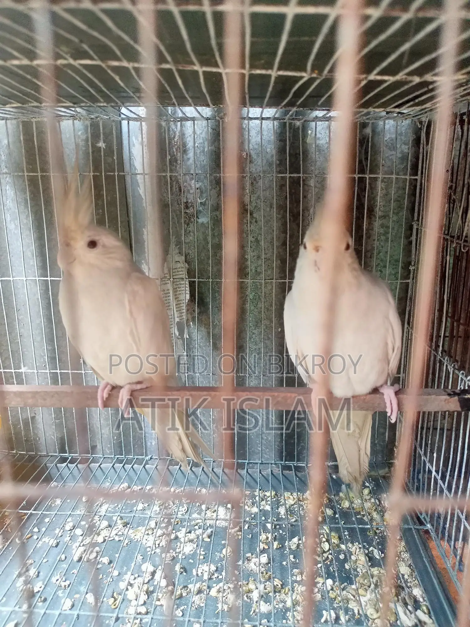Albino Ranig Piyar