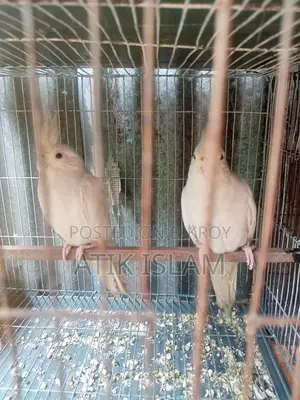 Albino Ranig Piyar