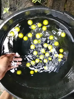 পাকা বড়ই