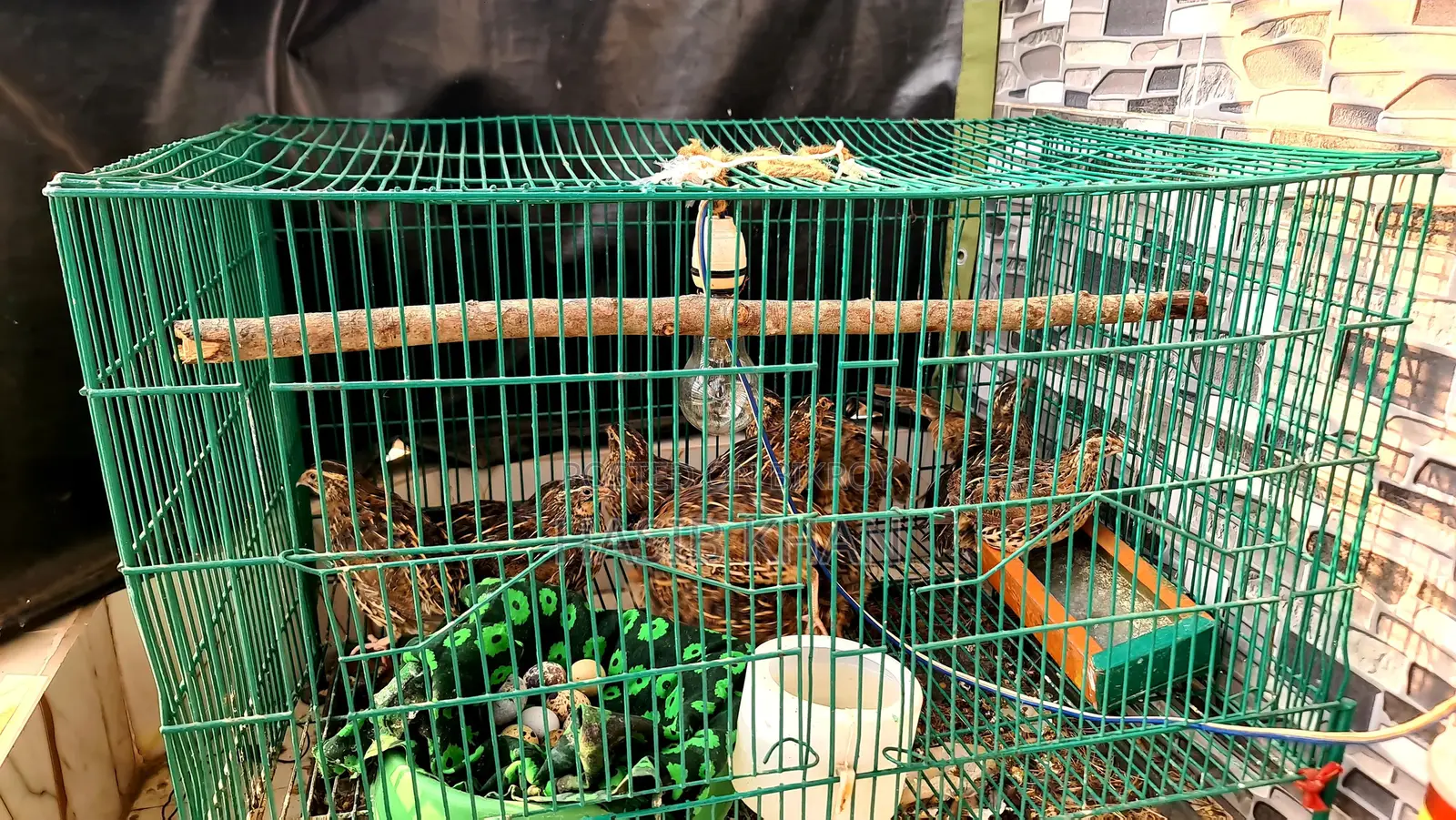 Egg-Laying Quail