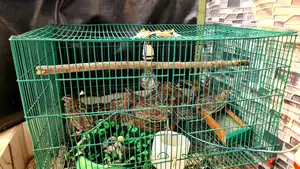 Egg-Laying Quail
