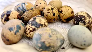 Egg-Laying Quail