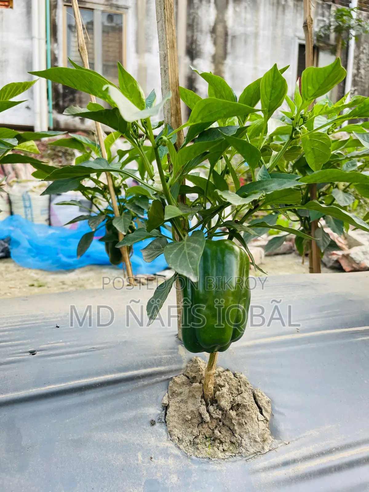 Buy Fresh and Crisp Capsicums