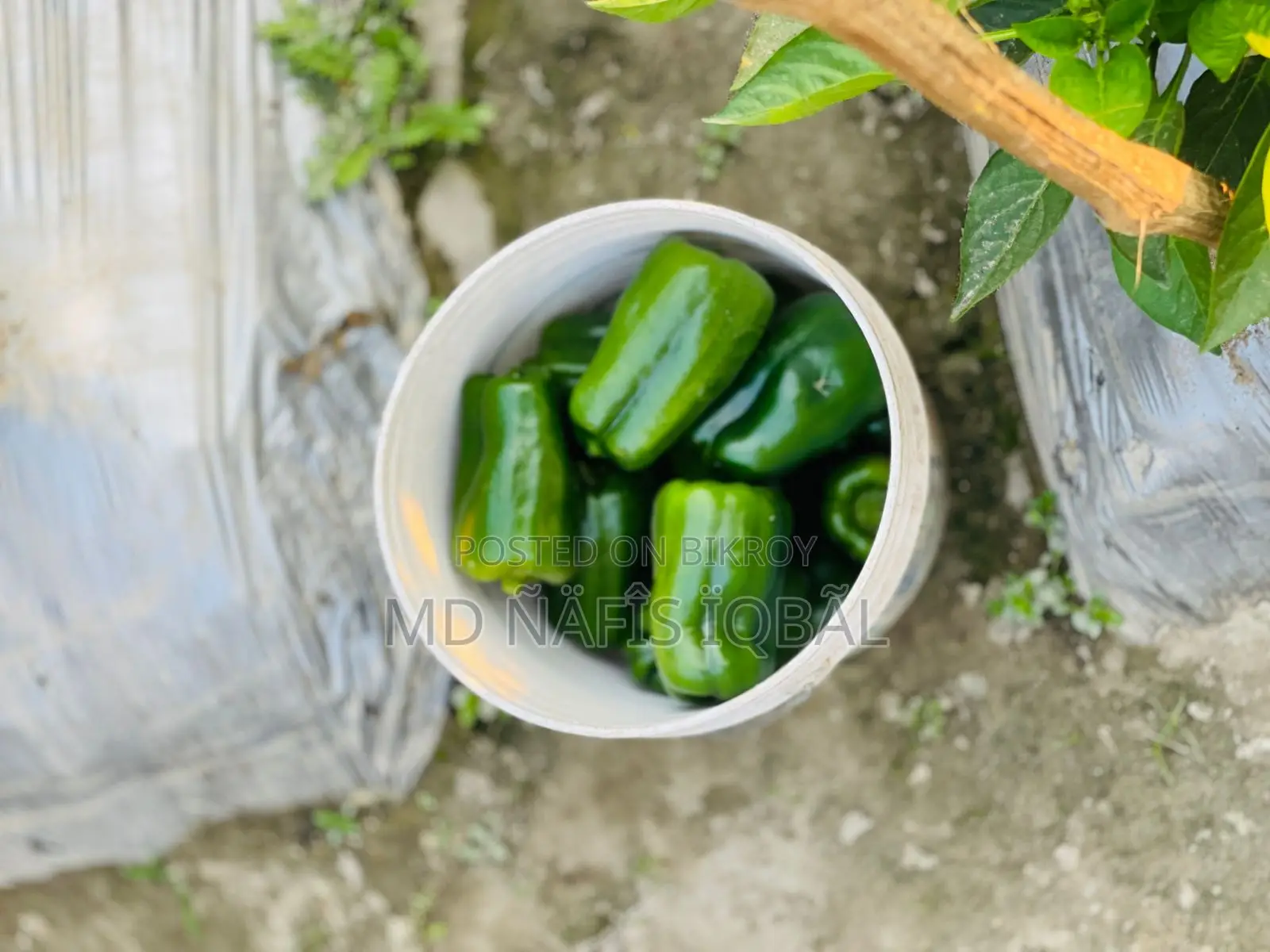 Buy Fresh and Crisp Capsicums