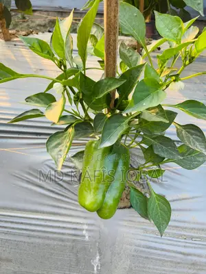 Buy Fresh and Crisp Capsicums