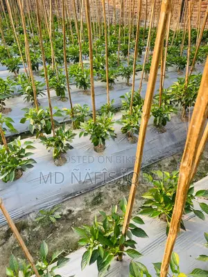 Buy Fresh and Crisp Capsicums