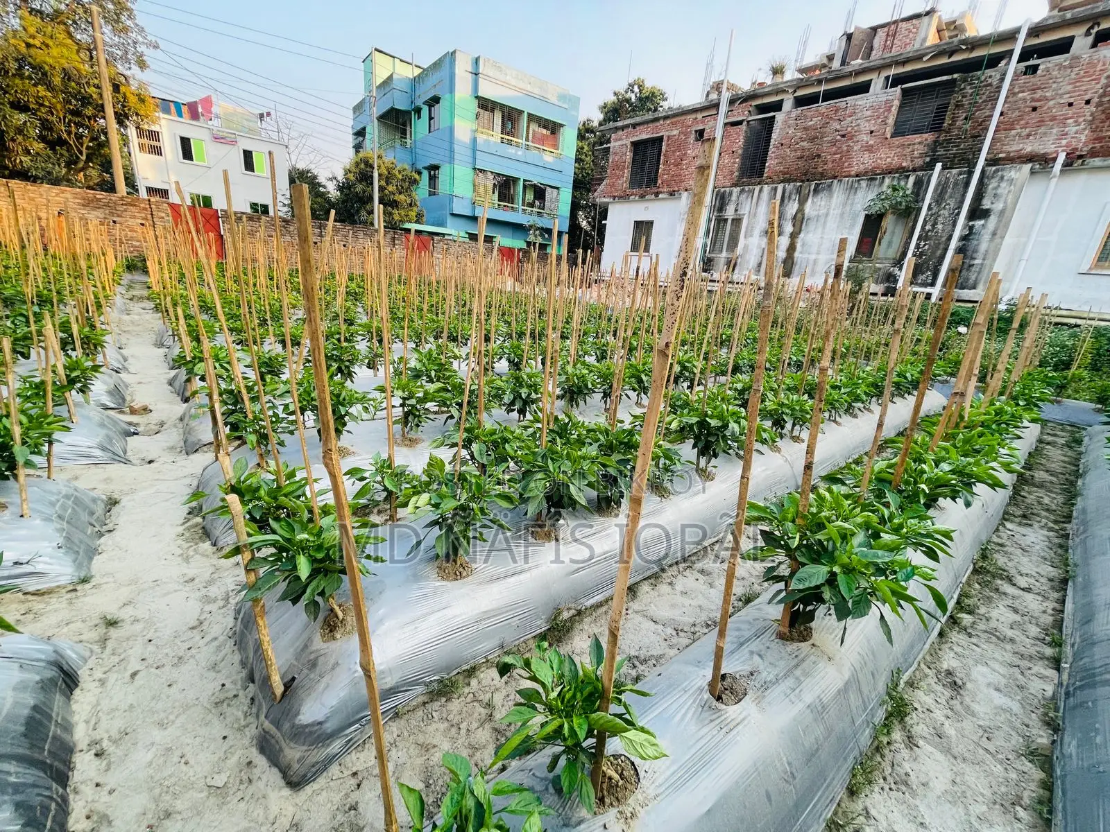 Buy Fresh and Crisp Capsicums