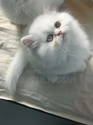 পারশিয়ান অড আইস কিটেন