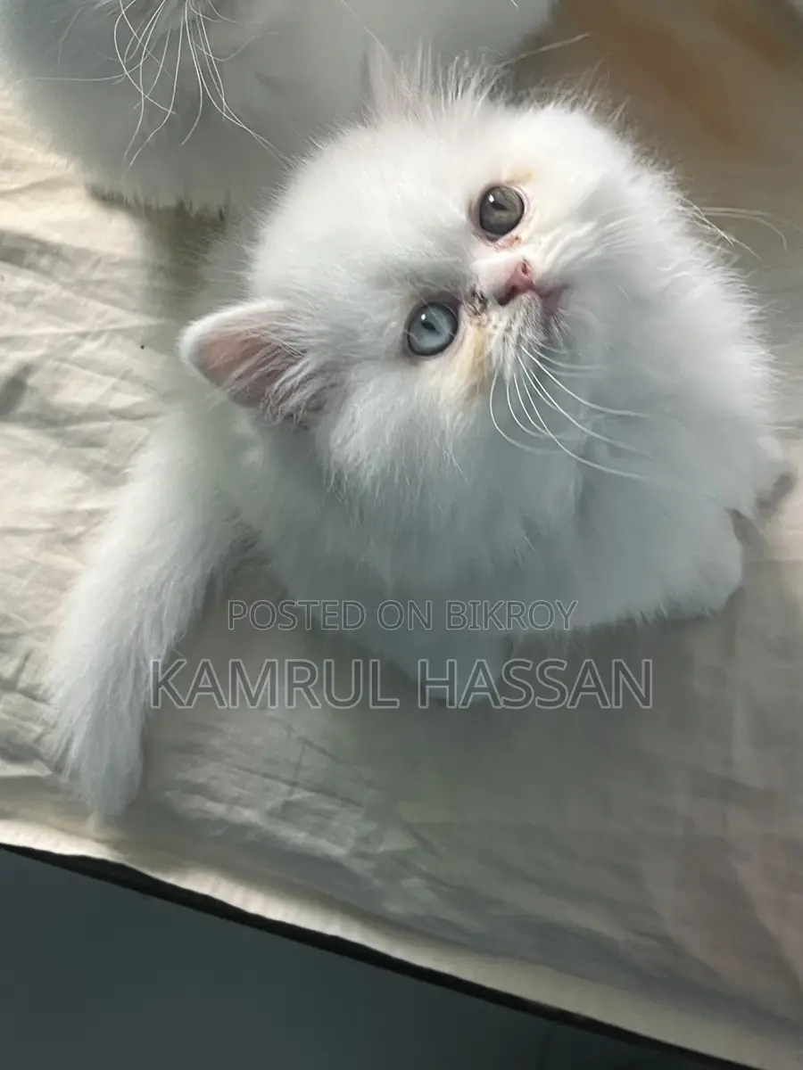 পারশিয়ান অড আইস কিটেন