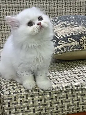 পারশিয়ান অড আইস কিটেন