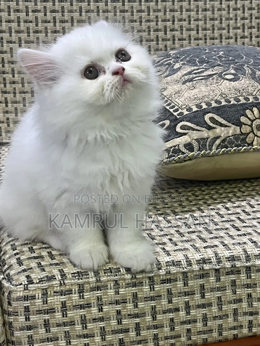 পারশিয়ান অড আইস কিটেন