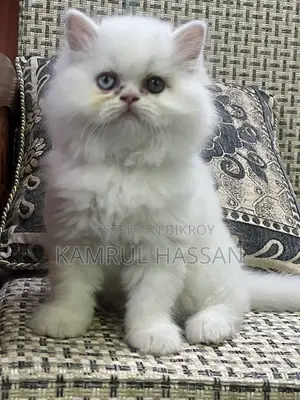 পারশিয়ান অড আইস কিটেন